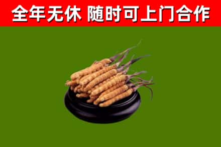 郑州烟酒回收冬虫夏草.jpg